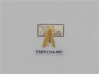 藏品(尺蠖蛾科)的圖片